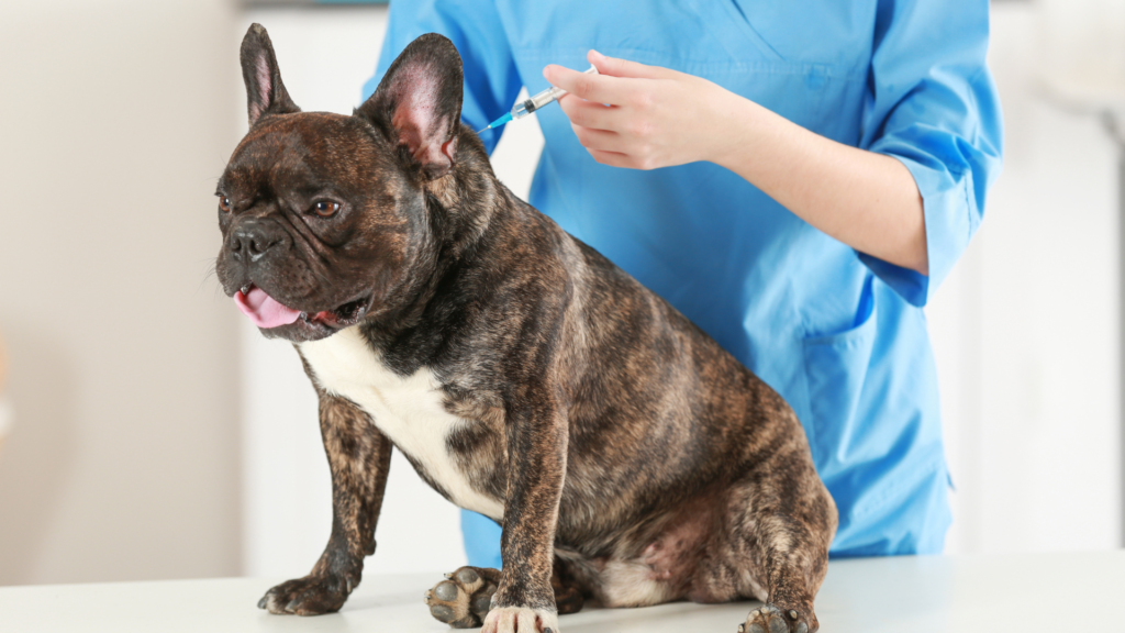 Taking An In-Depth Look Into Pet Vaccines And Why They're Important In Honor Of National Immunization Awareness Month