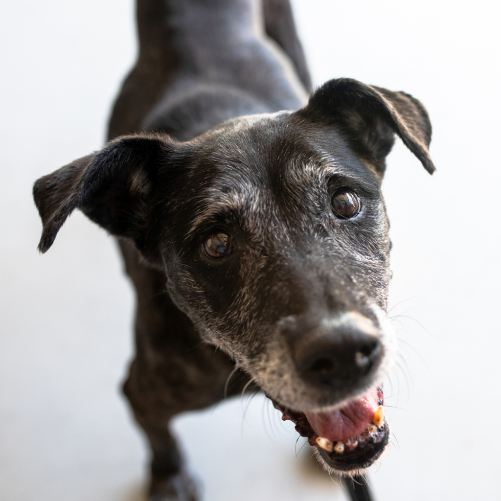 Discussing Deafness In Dogs And The Everyday Struggles That Deaf Dogs Face In Honor Of National Deaf Dog Awareness Week