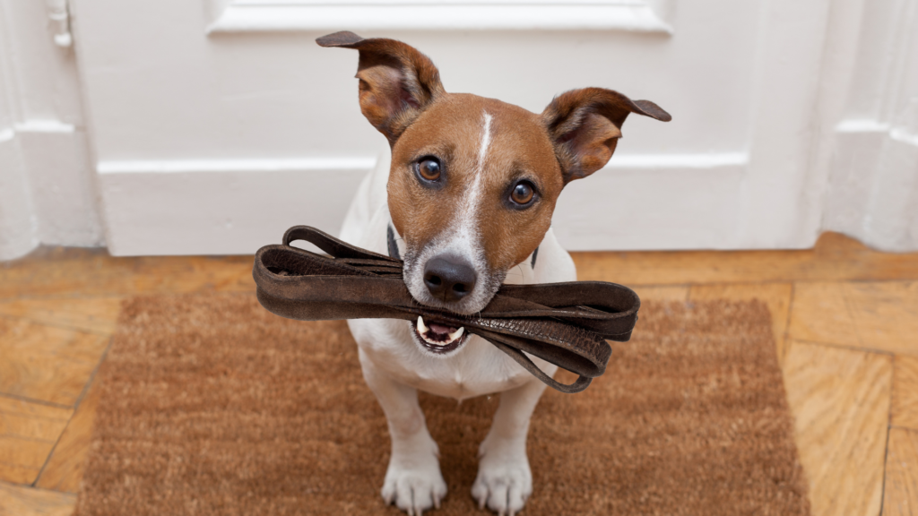 Discussing The Many Benefits Of Taking Your Dog On Routine Walks In Honor Of National Walk Your Dog Week