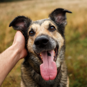 Celebrating deaf dogs