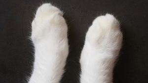 Cats can be left-pawed or right-pawed