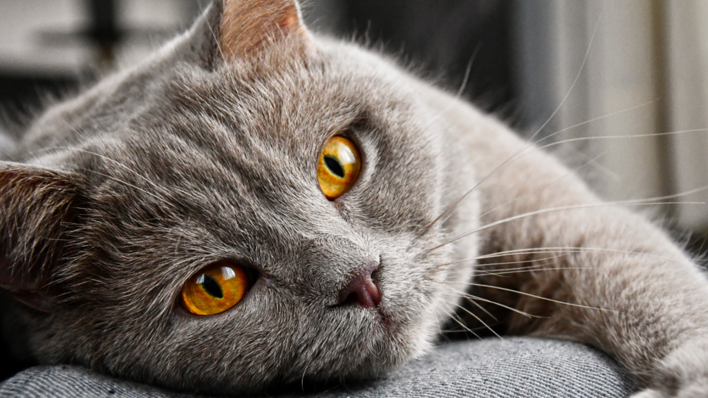 Taking A Look At Ten Interesting & Fun Facts About Our Feline Friends In Honor Of National Cat Day