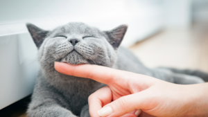 Purring has healing powers