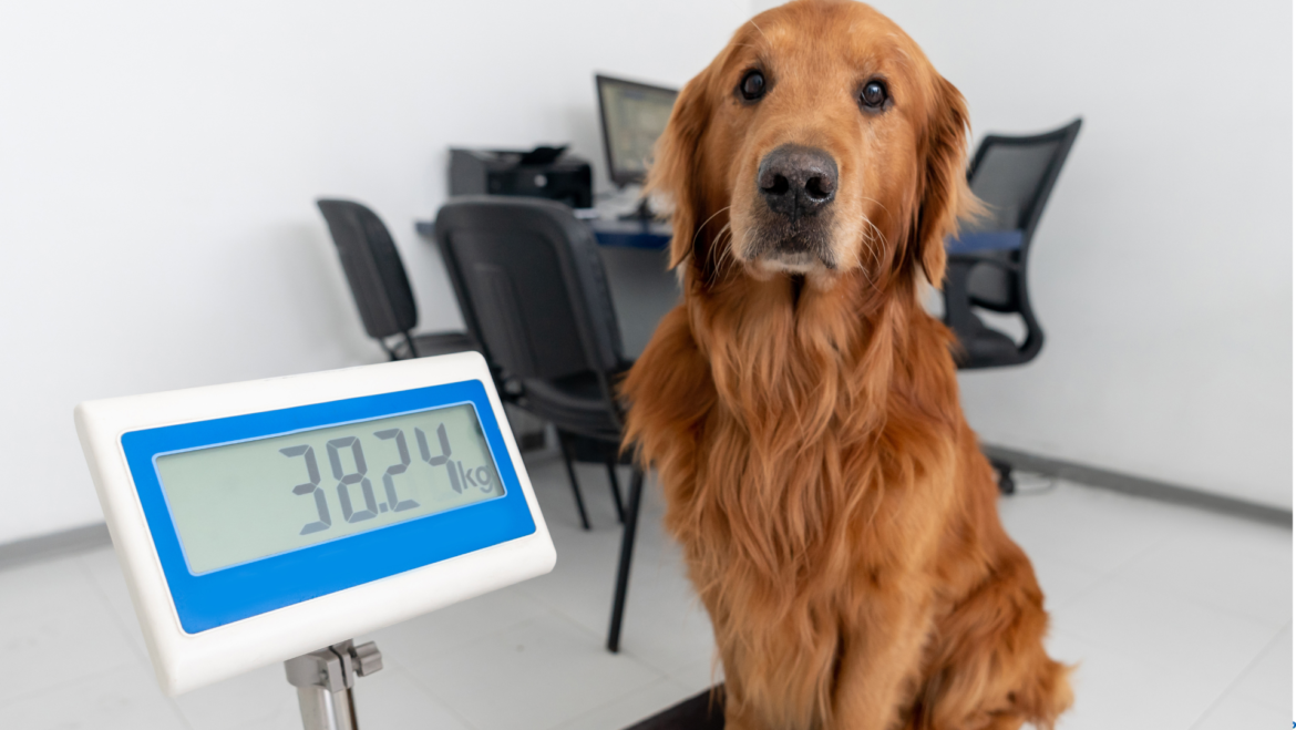 Tips For Keeping Pets At A Healthy Weight