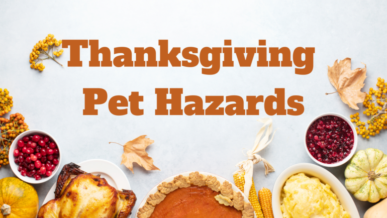 Thanksgiving Pet Hazards