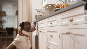 Counter Surfing