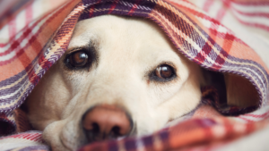 Overexcited or Anxious Pets