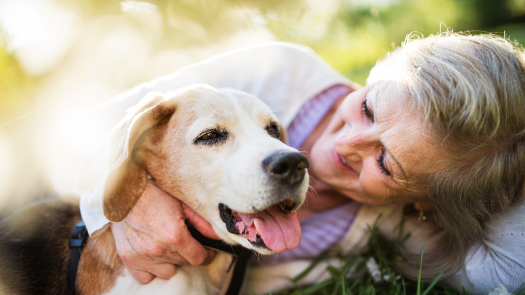 Going Over Ten Of Our Favorite Reasons To Adopt A Senior Pet From Shelters In Honor Of Adopt A Senior Pet Month This November