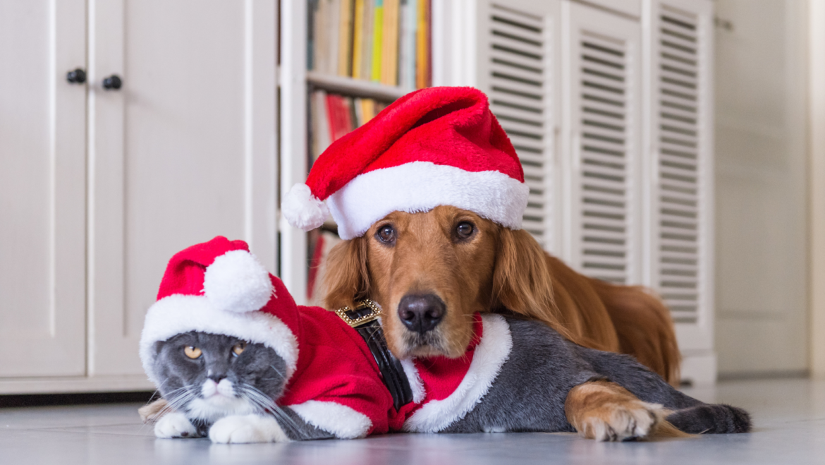 Christmas Gifts For Pets