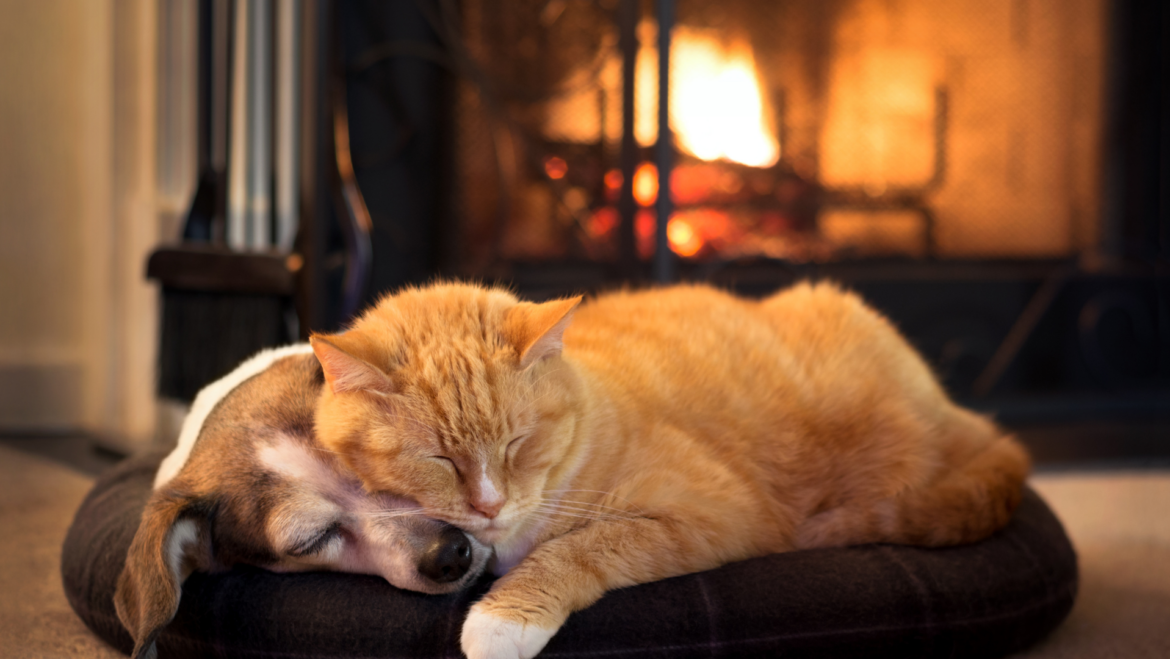 How To Keep Pets Comfortable During Winter