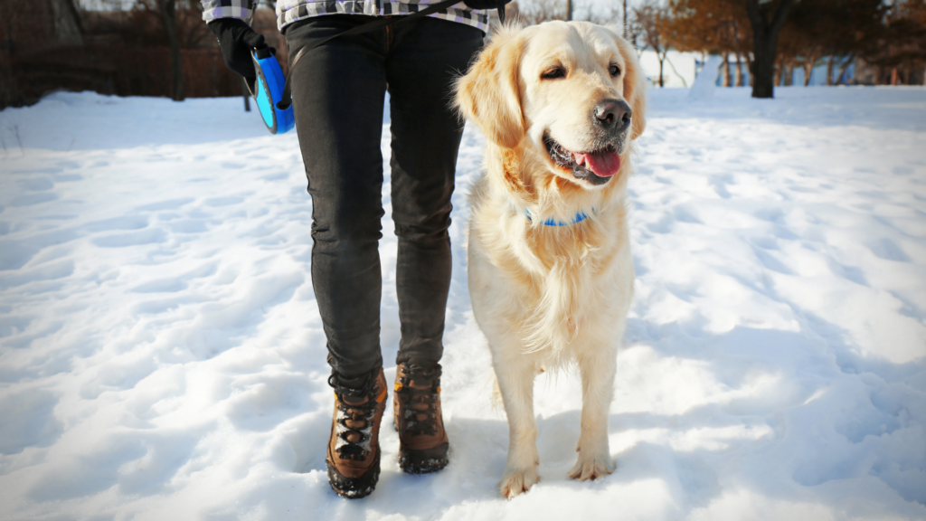 Going Over Some General Safety Tips For Walking Your Dog During The Cold Winter Months In The Cincinnati, Ohio Area