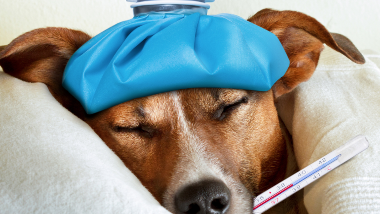 Common Winter Illnesses In Pets & How To Prevent Them