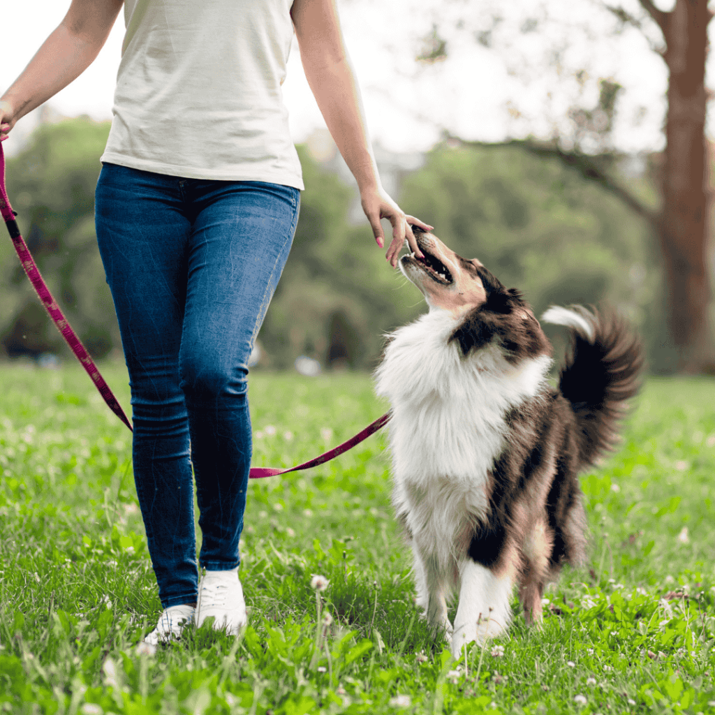 Taking A Look At The Many Benefits Of Hiring A Professional Dog Walker Throughout The Year For Both You And Your Furry Friend