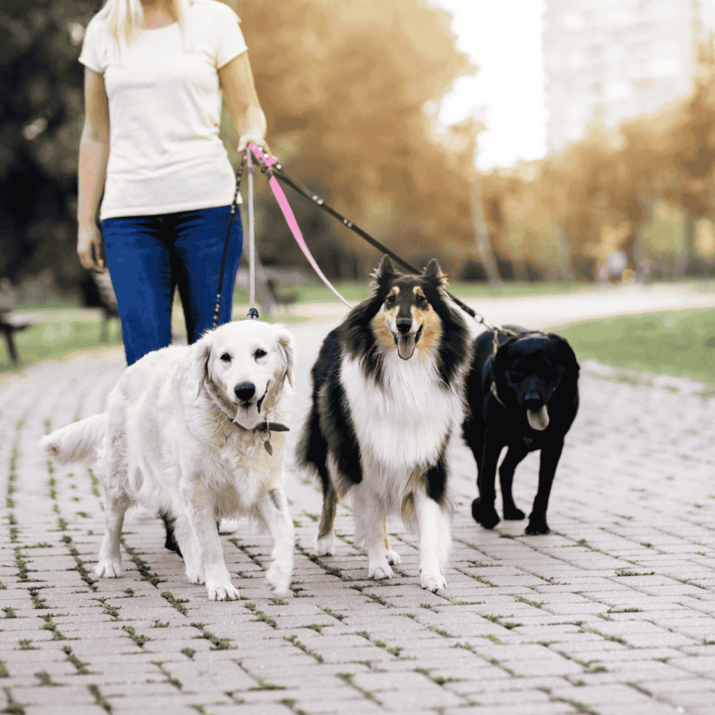Taking A Look At How Stay At Home Pet Services Dog Walkers Can Keep Your Dogs Happy, Healthy, And Save You Time