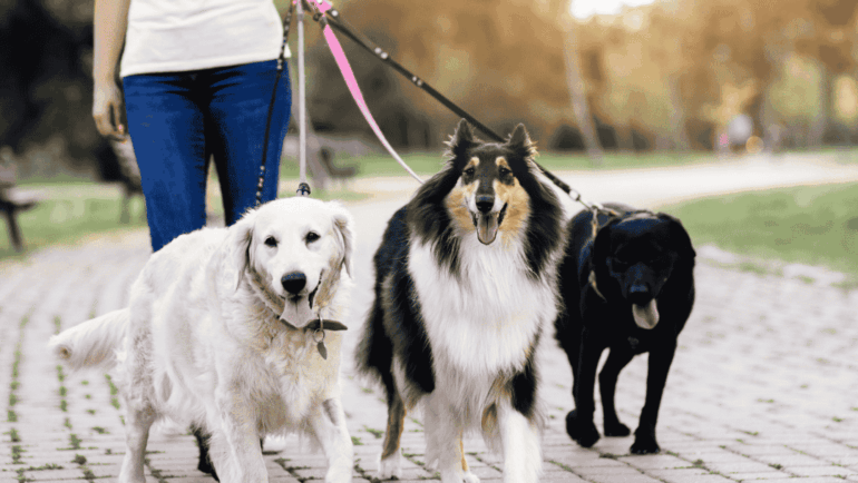 How Our Dog Walking Services Save You Time