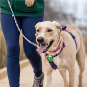 Hire A Professional Dog Walker Today!