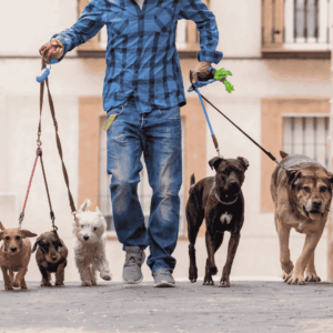 Peace of Mind Knowing Your Dog Is in Good Hands