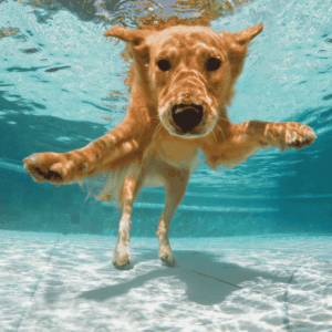 Pool Safety for Pets