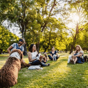 Take your dog to the park!