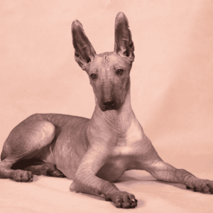 Dogs with exposed skin are vulnerable to sunburn
