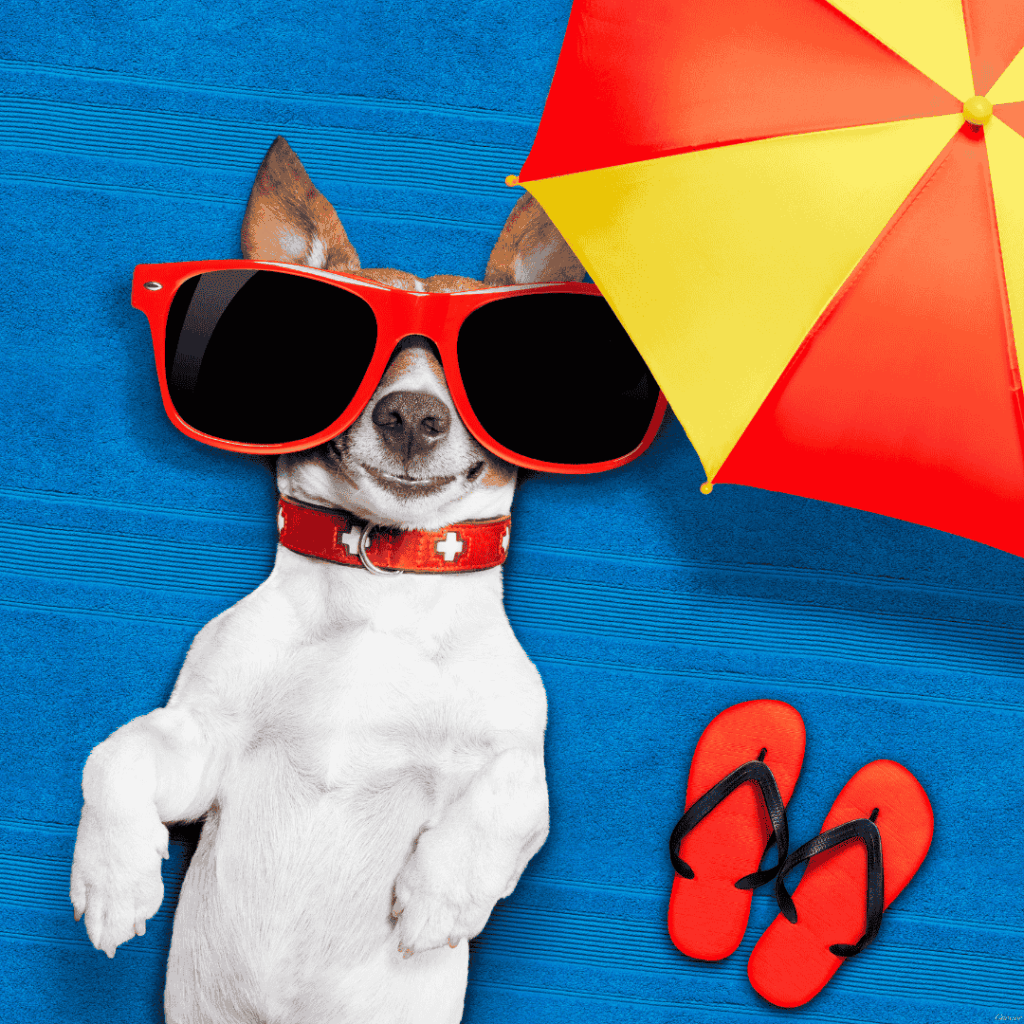 Going Over Some Less Obvious Summer Hazards To Pets And How You Can Protect Them