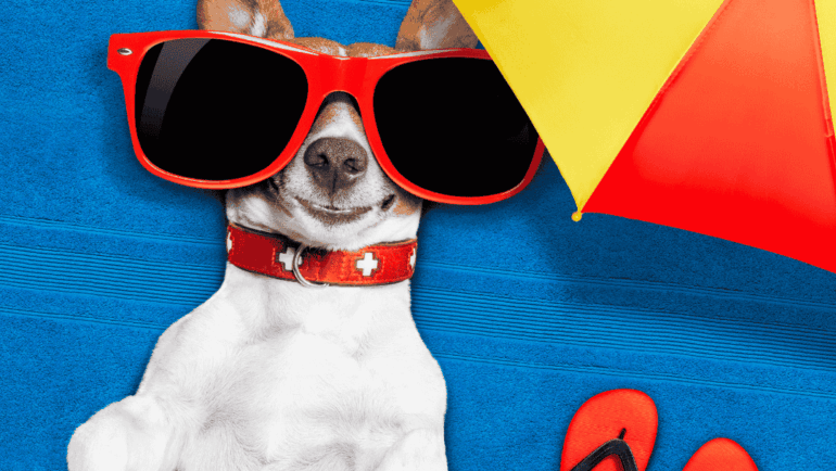 Protecting Pets From Summer Hazards