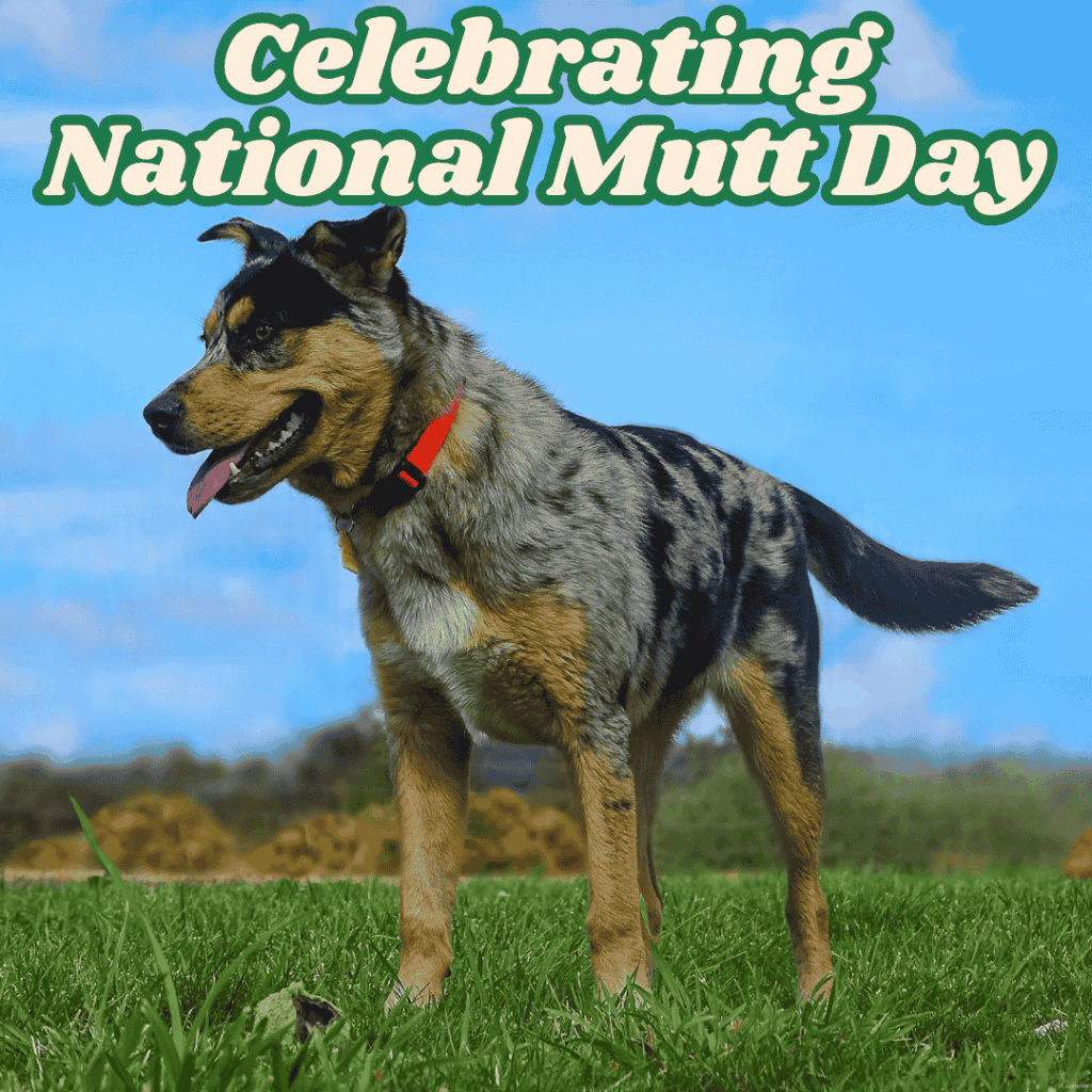 Discussing Mixed-Breed Dogs, Known As Mutts, And Why They Make Such Great Pets, In Honor Of National Mutt Day, July 31st