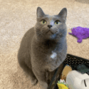 Samantha