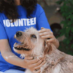 How to Celebrate National Mutt Day
