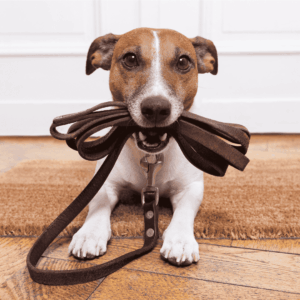 Hire A Pet Sitter Today!