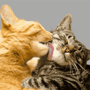 Foster Social and Emotional Well-being
