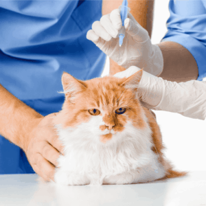 Why Vaccines Matter for Cincinnati Pets