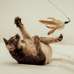Keep Your Cat Active With Play