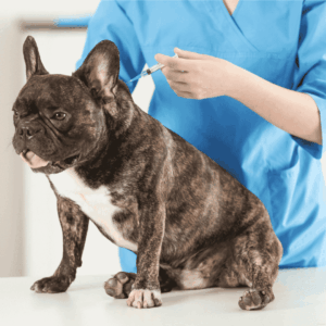 Core Vaccines for Cincinnati Dogs