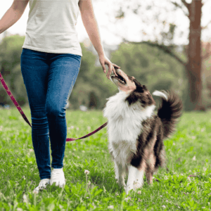 Hire A Pet Sitter Today!