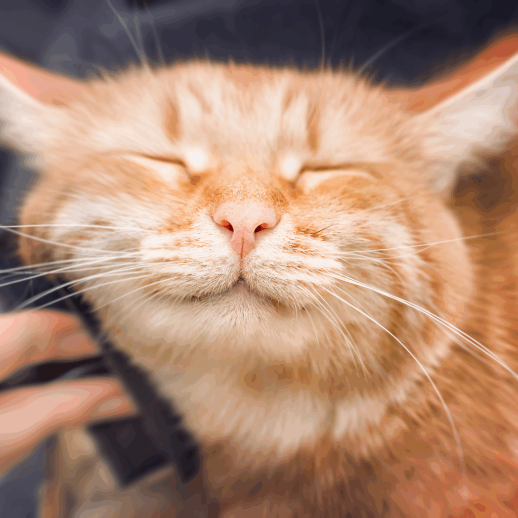 Celebrate Happy Cat Month with simple tips to keep your cat healthy, active, and entertained for a happier feline friend in honor of Happy Cat Month