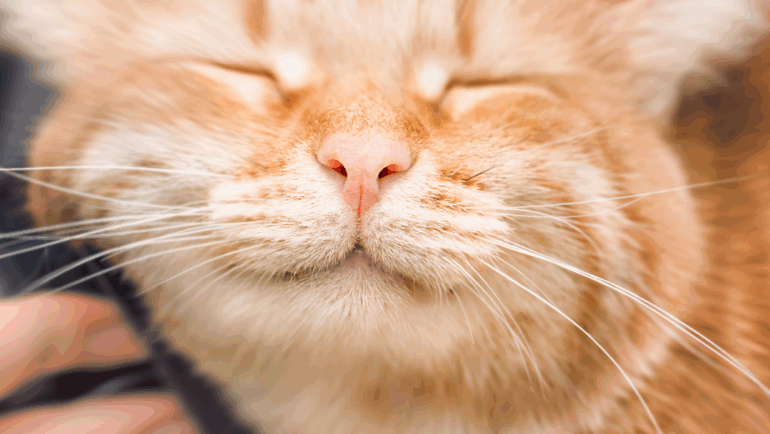 Tips To Keep Your Cat Healthy & Happy