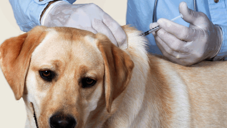 Pet Vaccination Must-Knows for Cincinnati Pets