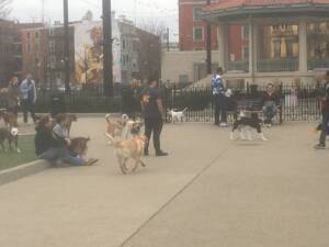 washington park dog park