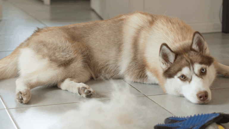 Grooming Tips for Dogs and Cats in the Fall