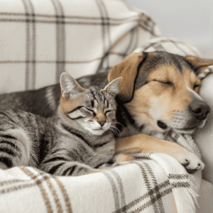 Comfort and Familiarity