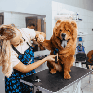 When to Call a Professional Groomer