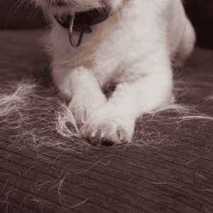 Why Do Pets Shed in the Fall?