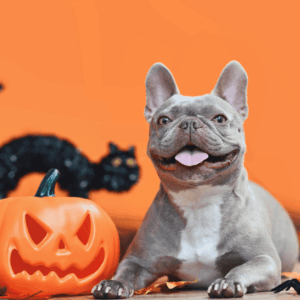 A Fun & Safe Halloween For Everyone