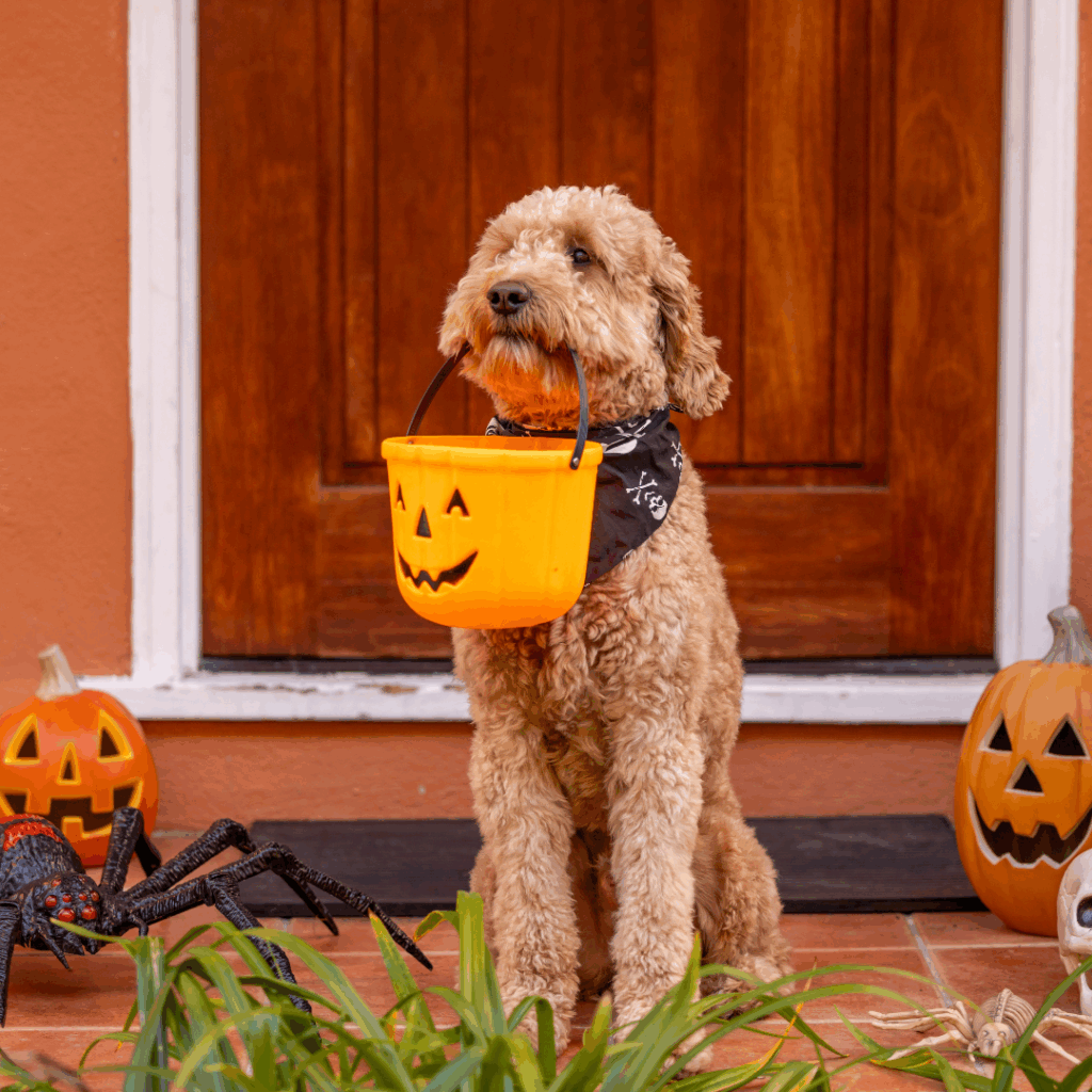 Keep your pets safe this Halloween with tips on candy, costumes, and chaos. A stress-free spooky night for Cincinnati pets!