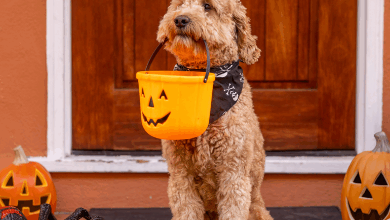 Halloween Pet Safety Tips