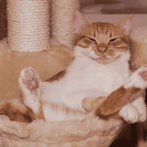 Noise and Stranger Anxiety