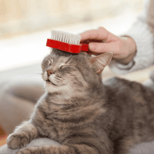 Grooming and Health Checks