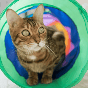 Indoor Games And Obstacle Courses