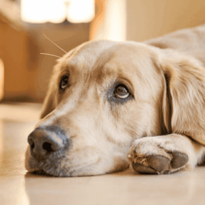 Signs Your Dog Needs a Walk